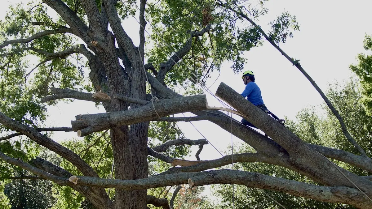 Professional Hazardous Tree Removal performed by certified arborists in Oktaha